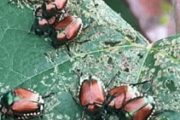 Japanese Beetles are Here